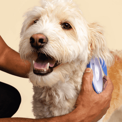 Honest Paws - Wag'n Pet Brush